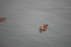 Somateria spectabilis