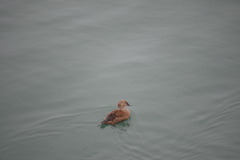 Somateria spectabilis