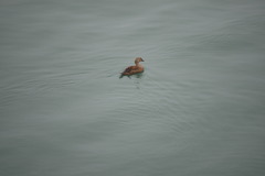 Somateria spectabilis