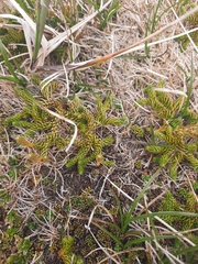 Austrolycopodium fastigiatum
