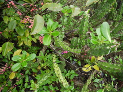 Memecylon umbellatum