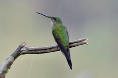 Heliodoxa imperatrix