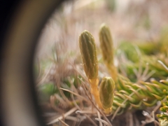 Austrolycopodium fastigiatum