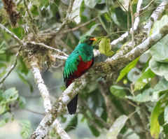 Pharomachrus auriceps