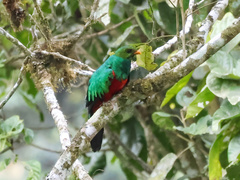 Pharomachrus auriceps