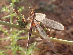 Distoleon bistrigatus