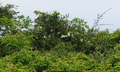 Ancylobothrys petersiana