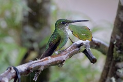 Heliodoxa imperatrix