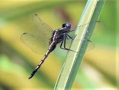Orthetrum glaucum
