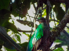 Pharomachrus mocinno