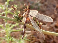 Distoleon bistrigatus