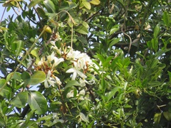 Ancylobothrys petersiana