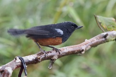 Diglossa gloriosissima