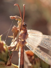 Distoleon bistrigatus