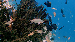 Pseudanthias huchtii