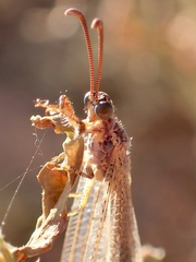 Distoleon bistrigatus