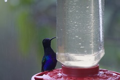 Boissonneaua jardini