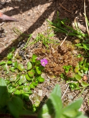 Epilobium confertifolium