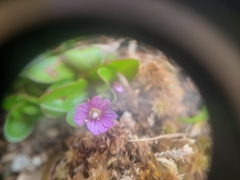 Epilobium confertifolium