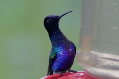 Boissonneaua jardini