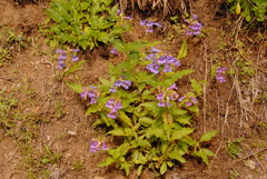 Penstemon serrulatus