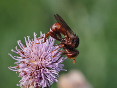 Sicus ferrugineus