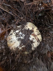 Leccinum manzanitae