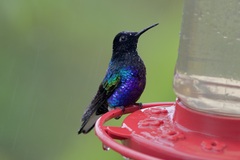 Boissonneaua jardini