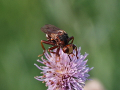 Sicus ferrugineus