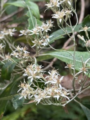 Olearia argophylla
