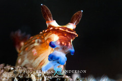 Nembrotha