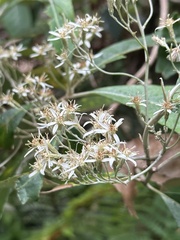 Olearia argophylla