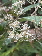 Olearia argophylla