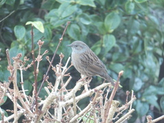 Prunella modularis occidentalis