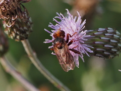 Sicus ferrugineus