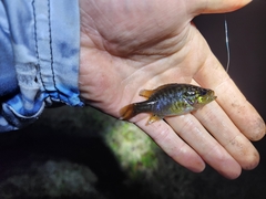 Lepomis gulosus