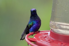 Boissonneaua jardini