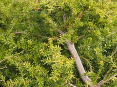 Podocarpus lawrencei