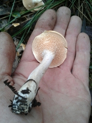 Hydnum rufescens