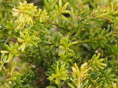 Podocarpus lawrencei