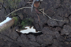 Heterobasidion parviporum