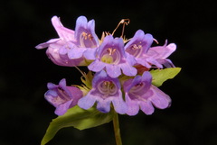 Penstemon serrulatus