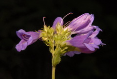 Penstemon serrulatus