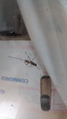Xanthocryptus novozealandicus