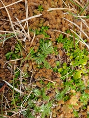 Antarctic Bidibid (Acaena antarctica)
