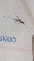 Xanthocryptus novozealandicus