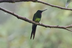 Heliodoxa imperatrix