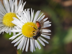 Sphecodogastra