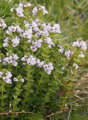Euphrasia lasianthera