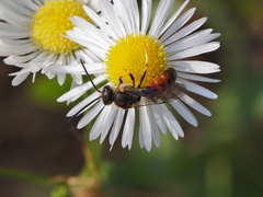 Sphecodogastra